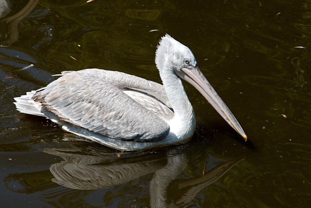vogels vogel hdr fauna natuur aves zang vliegen vrij